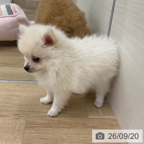 ポメラニアンの写真