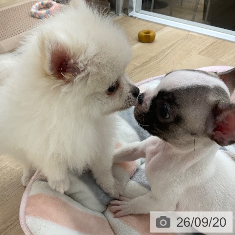 ポメラニアンの写真