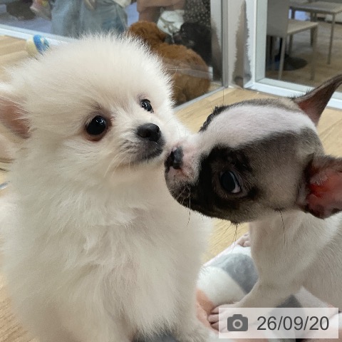 ポメラニアンの写真