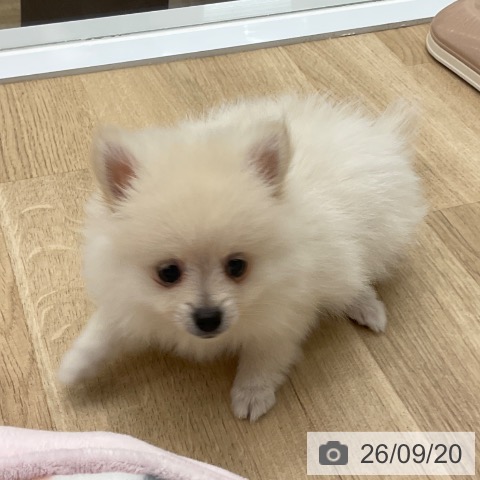 ポメラニアンの写真