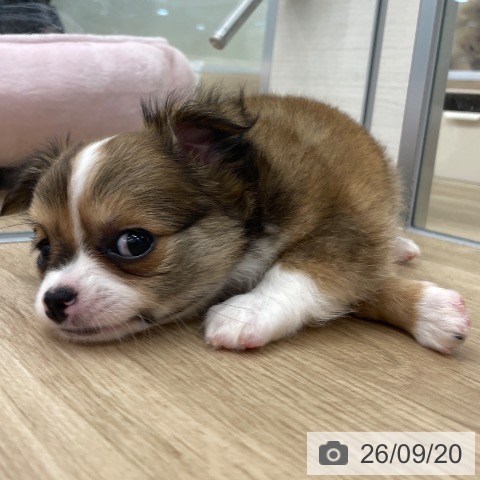 チワワの写真