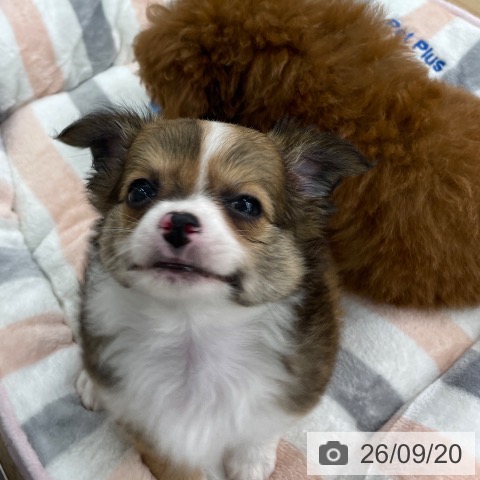 チワワの写真