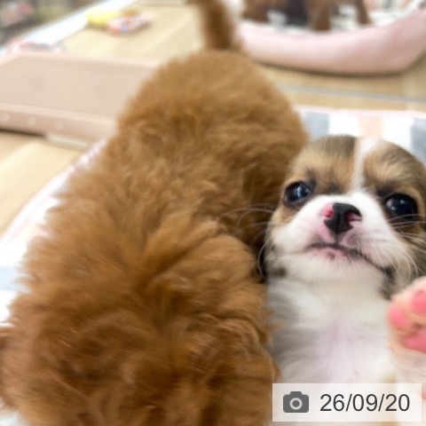 チワワの写真