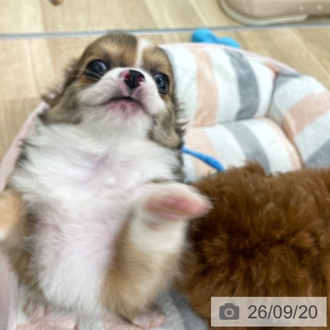 チワワの写真