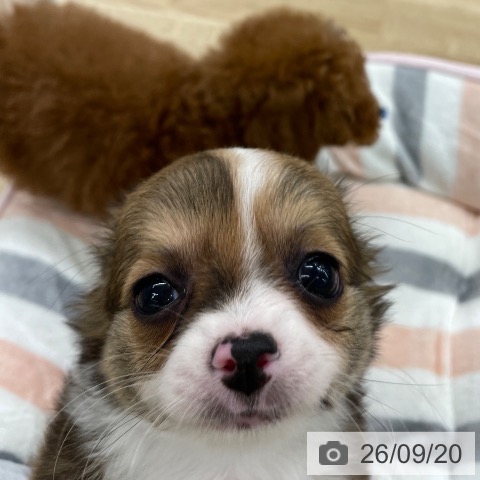 福岡県のチワワ(ロング) (ペットプラス 春日店/2026年7月22日生まれ/男の子/レッドホワイト)の子犬の4枚目の画像
