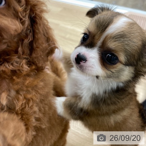 福岡県のチワワ(ロング) (ペットプラス 春日店/2026年7月22日生まれ/男の子/レッドホワイト)の子犬の3枚目の画像