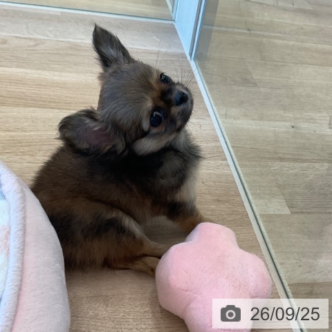 福岡県のチワワ(ロング) (ペットプラス ららぽーと福岡店/2026年7月22日生まれ/女の子/レッド)の子犬の4枚目の画像