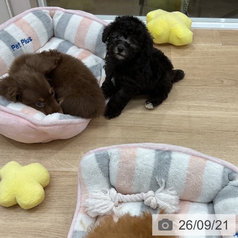 福岡県のトイプードル(トイ) (ペットプラス 八幡東店/2026年7月22日生まれ/男の子/シルバー)の子犬の4枚目の画像