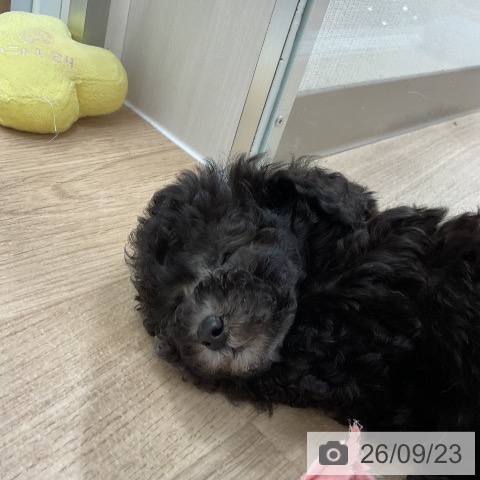 福岡県のトイプードル(トイ) (ペットプラス 八幡東店/2026年7月22日生まれ/男の子/シルバー)の子犬の3枚目の画像