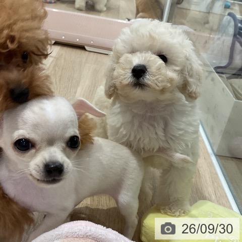 福岡県のトイプードル(トイ) (ペットプラス 八幡東店/2026年7月22日生まれ/女の子/ホワイト)の子犬の4枚目の画像