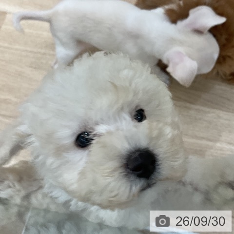 福岡県のトイプードル(トイ) (ペットプラス 八幡東店/2026年7月22日生まれ/女の子/ホワイト)の子犬の3枚目の画像