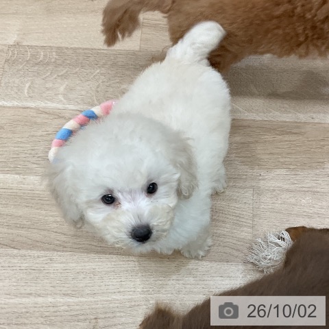 福岡県のトイプードル(トイ) (ペットプラス 八幡東店/2026年7月22日生まれ/女の子/ホワイト)の子犬の4枚目の画像