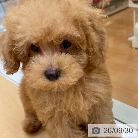 福岡県のトイプードル(トイ) (ペットプラス 黒崎店/2026年7月16日生まれ/女の子/アプリコット)の子犬の4枚目の画像