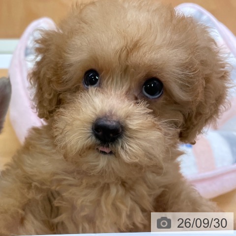 福岡県のトイプードル(トイ) (ペットプラス 黒崎店/2026年7月16日生まれ/女の子/アプリコット)の子犬の3枚目の画像