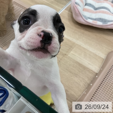 福岡県のフレンチブルドッグ (ペットプラス 八幡東店/2026年7月19日生まれ/男の子/パイド)の子犬の4枚目の画像