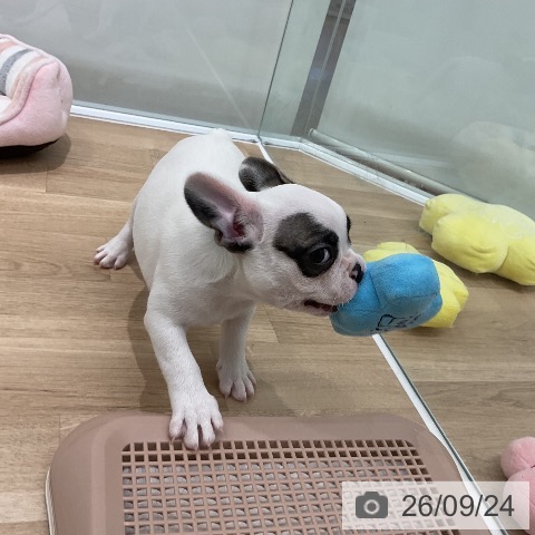 福岡県のフレンチブルドッグ (ペットプラス 八幡東店/2026年7月19日生まれ/男の子/パイド)の子犬の3枚目の画像