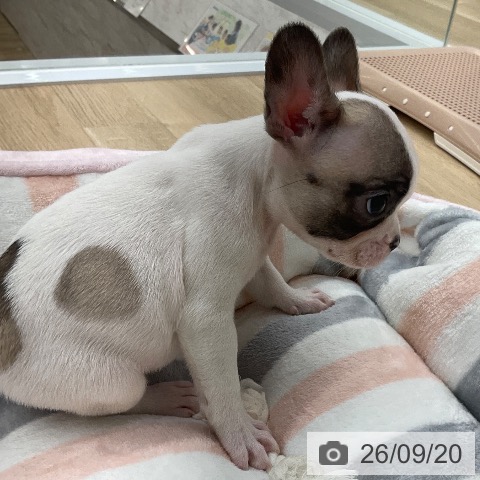 フレンチ・ブルドッグの写真