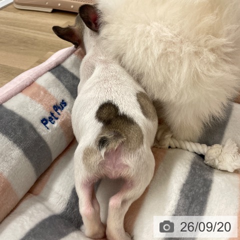フレンチ・ブルドッグの写真