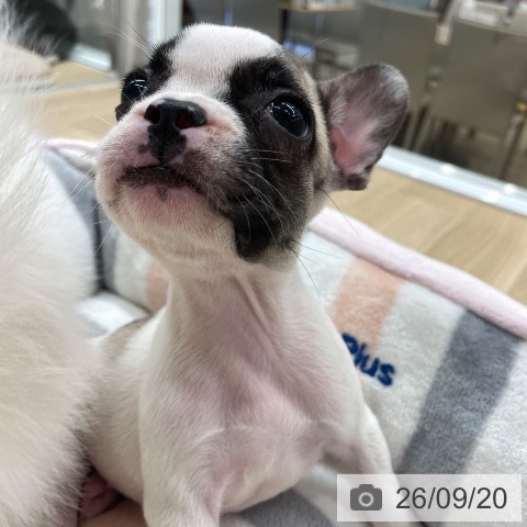 フレンチ・ブルドッグの写真