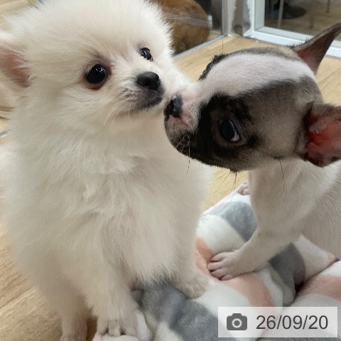 フレンチ・ブルドッグの写真