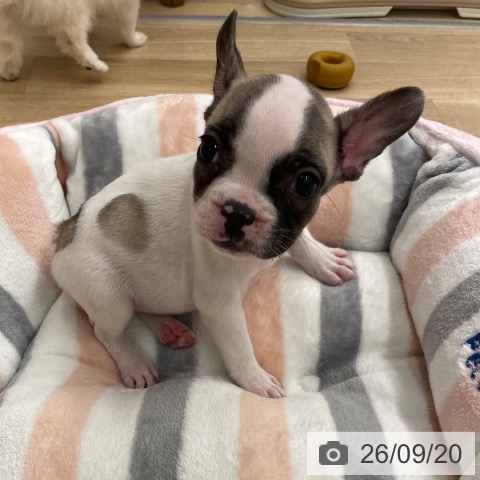 フレンチ・ブルドッグの写真