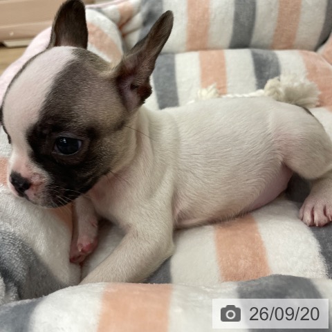 フレンチ・ブルドッグの写真