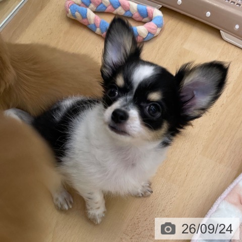 福岡県のチワワ(ロング) (ペットプラス 福岡店/2026年7月22日生まれ/男の子/ホワイトブラックタン)の子犬の3枚目の画像