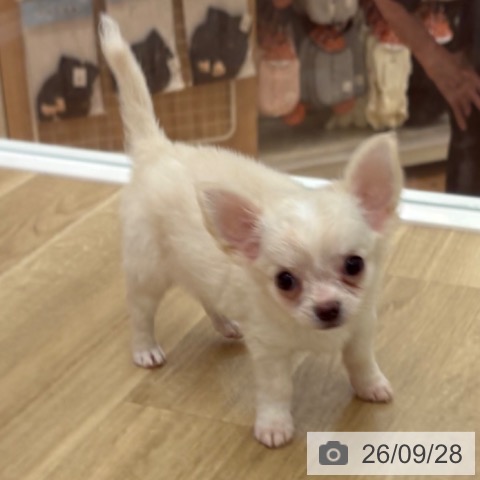 宮崎県のチワワ(ロング) (ペットプラス 宮崎店/2026年7月22日生まれ/男の子/クリーム)の子犬の4枚目の画像