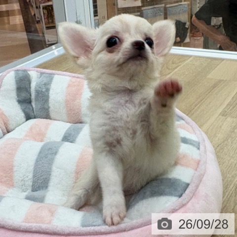 宮崎県のチワワ(ロング) (ペットプラス 宮崎店/2026年7月22日生まれ/男の子/クリーム)の子犬の3枚目の画像
