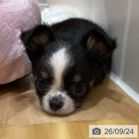 チワワの写真