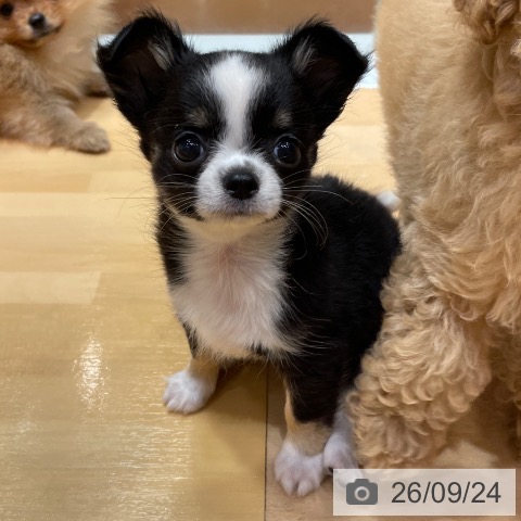 チワワの写真