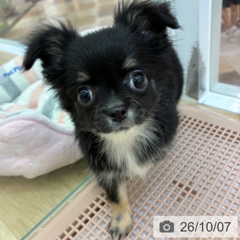 宮崎県のチワワ(ロング) (ペットプラス 宮崎店/2026年7月22日生まれ/男の子/ブラックタンホワイト)の子犬の4枚目の画像