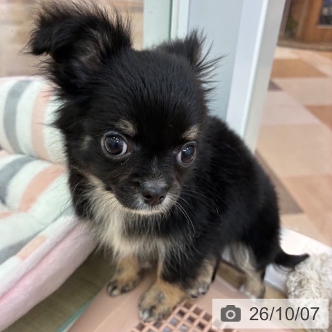宮崎県のチワワ(ロング) (ペットプラス 宮崎店/2026年7月22日生まれ/男の子/ブラックタンホワイト)の子犬の3枚目の画像