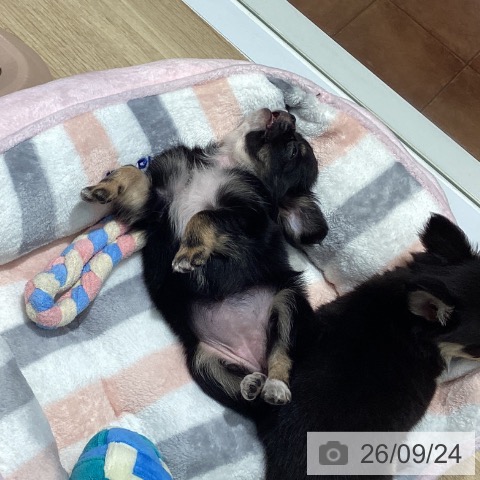チワワの写真