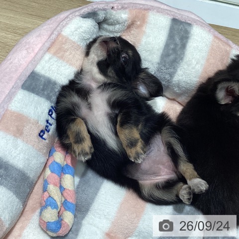 チワワの写真