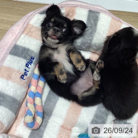 チワワの写真