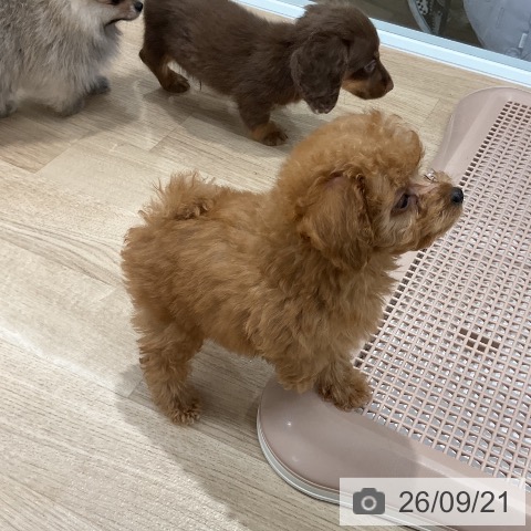 福岡県のトイプードル(トイ) (ペットプラス 八幡東店/2026年7月17日生まれ/女の子/レッド)の子犬の4枚目の画像