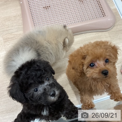 福岡県のトイプードル(トイ) (ペットプラス 八幡東店/2026年7月17日生まれ/女の子/レッド)の子犬の3枚目の画像