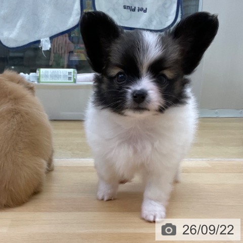 パピヨンの写真