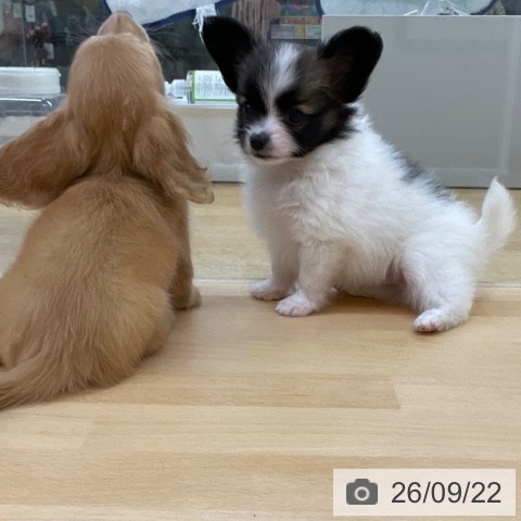 パピヨンの写真