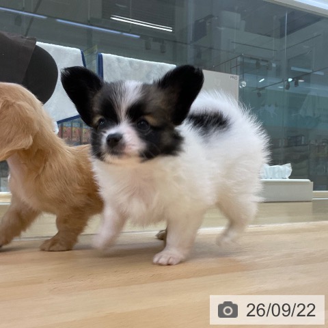 パピヨンの写真