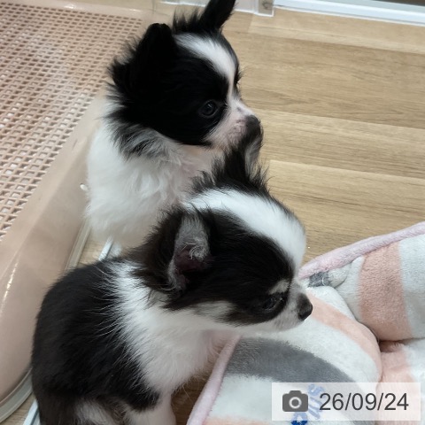 福岡県のパピヨン (ペットプラス 八幡東店/2026年7月23日生まれ/男の子/ホワイトブラック)の子犬の4枚目の画像
