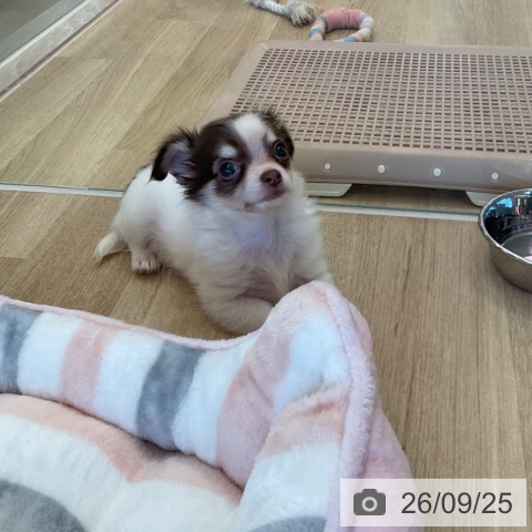 チワワの写真