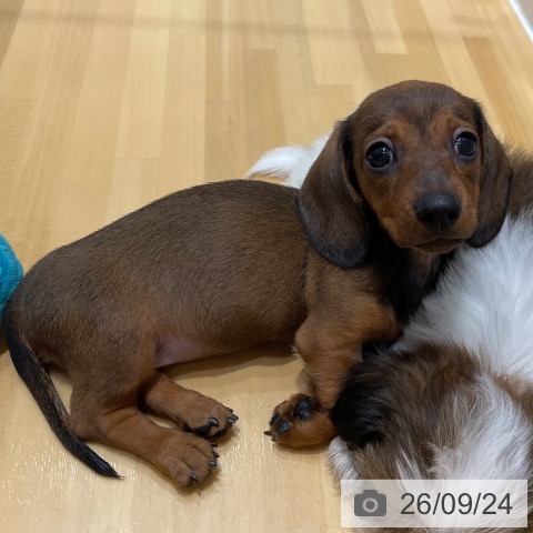 ミニチュア・ダックスフンドの写真