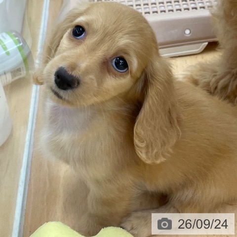 福岡県のミニチュアダックスフンド(ロング) (ペットプラス 福岡店/2026年7月22日生まれ/女の子/ゴールド)の子犬の3枚目の画像