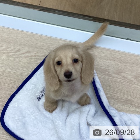 沖縄県のミニチュアダックスフンド(ロング) (ペットプラス 沖縄ライカム店/2026年7月22日生まれ/女の子/イエロー)の子犬の3枚目の画像