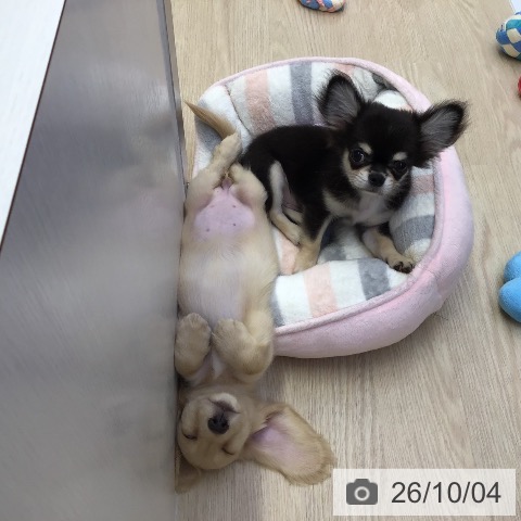 沖縄県のミニチュアダックスフンド(ロング) (ペットプラス 沖縄ライカム店/2026年7月22日生まれ/女の子/イエロー)の子犬の4枚目の画像