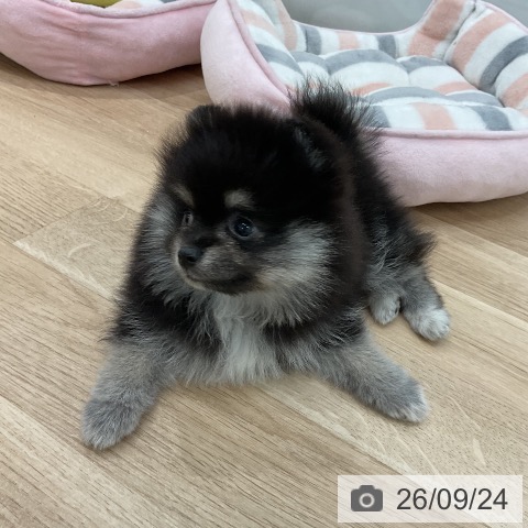 福岡県のポメラニアン (ペットプラス 八幡東店/2026年7月21日生まれ/女の子/ブラックタン)の子犬の4枚目の画像