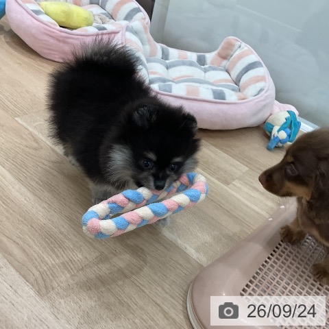 福岡県のポメラニアン (ペットプラス 八幡東店/2026年7月21日生まれ/女の子/ブラックタン)の子犬の3枚目の画像