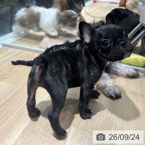フレンチ・ブルドッグの写真